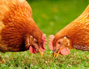 Save Money on Poultry Feed